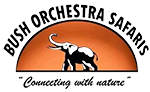 Bush Orchestra safaris 